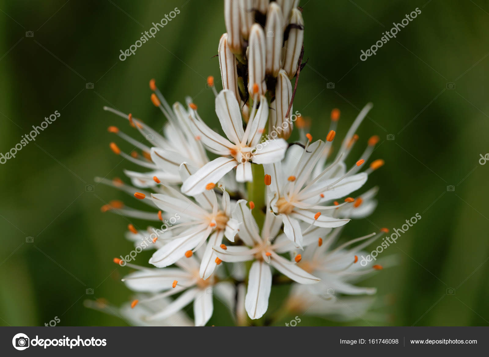 White Asphodel Asphodelus Albus Stock Photo By C Chweiss