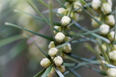 California küçük Hindistan cevizi (Torreya californica)