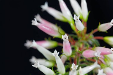 Balmumu heath (Erica ventricosa)
