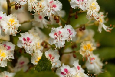 At kestanesi ağacının çiçekleri