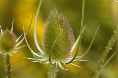 Vahşi teasel, Dipsacus fullonum