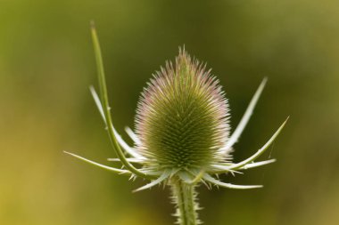Vahşi teasel, Dipsacus fullonum