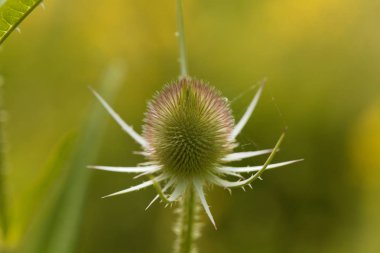 Vahşi teasel, Dipsacus fullonum