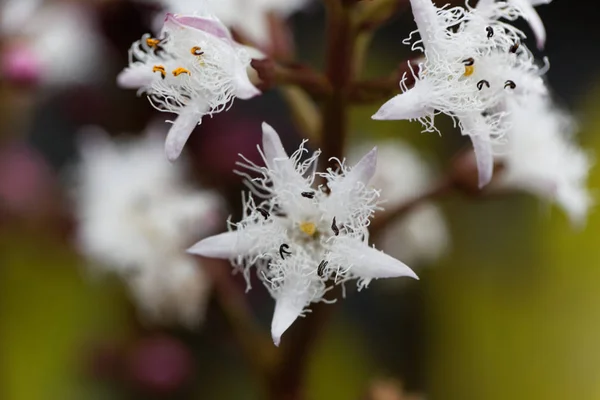 Bogbean (menyanthes trifoliata) ) — стоковое фото