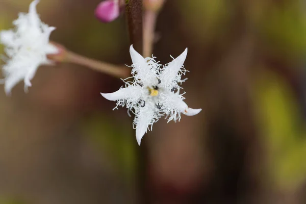 Bønne (menyanthes trifoliata ) – stockfoto