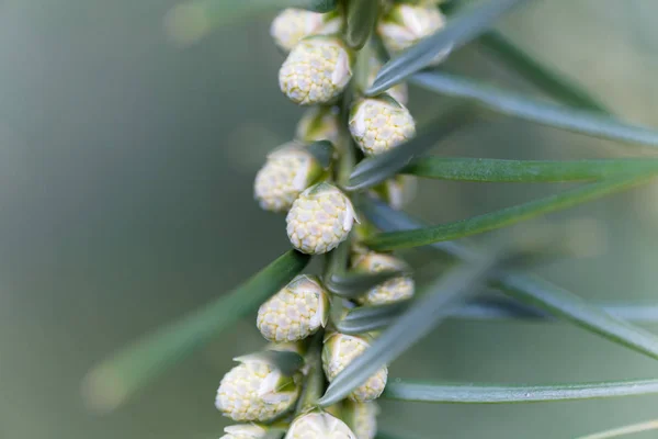 Nuez moscada de California (Torreya californica ) — Foto de Stock