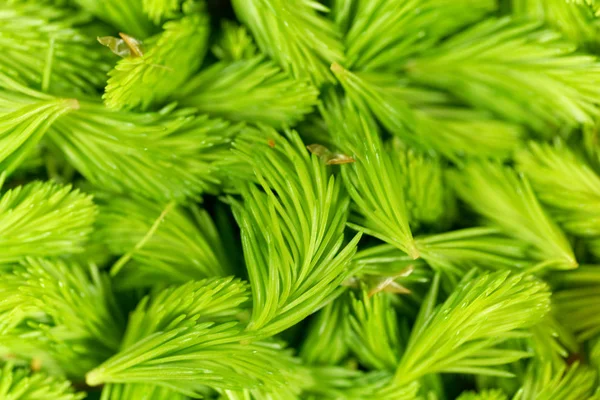 Brotes verdes frescos de abetos — Foto de Stock