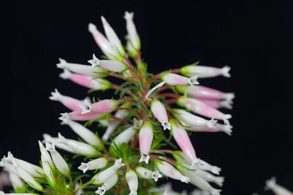 Wax heath (Erica ventricosa) — Stok Foto