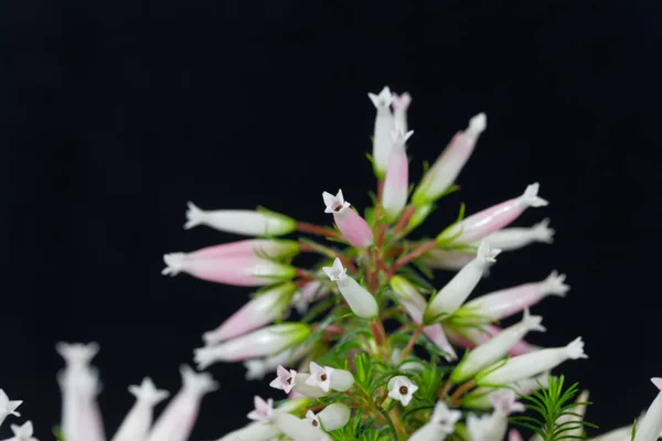 Wax heath (Erica ventricosa) — Stok Foto