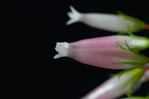 Wax heath (Erica ventricosa) — Stok Foto