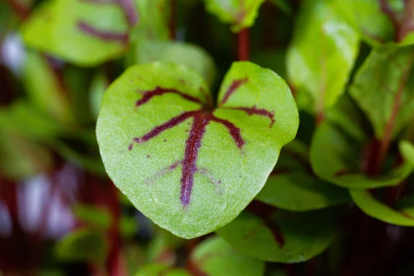 Foglie di un bacino di legno (Rumex sanguineus ) — Foto Stock