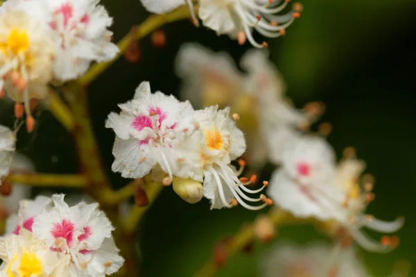 Flores de un castaño de Indias — Foto de Stock