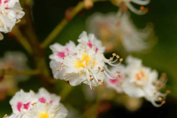 Kwiaty, drzewa kasztanowca — Zdjęcie stockowe