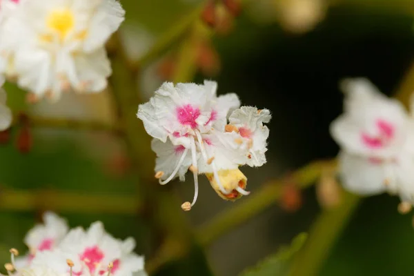 Λουλούδια από ένα δέντρο ιπποκαστανιάς — Φωτογραφία Αρχείου