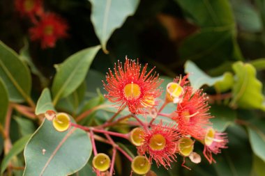 Kırmızı çiçekli Sakız (Corymbia ficifolia)