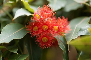 Red flowering gum (Corymbia ficifolia) clipart