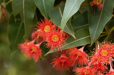 Kırmızı çiçekli Sakız (Corymbia ficifolia)