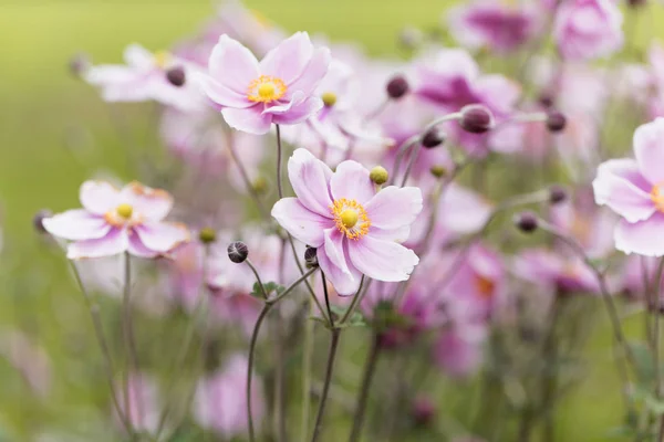 Chinese anemone (Anemone hupehensis) — Stock Photo, Image