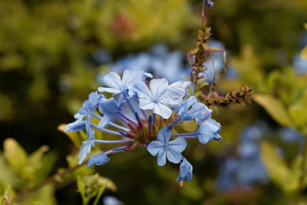 Blommor av blå plumbago (Plumbago auriculata) — Stockfoto