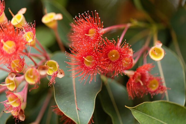 Red flowering gum (Corymbia ficifolia)