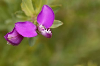 Çiçek Mersin yaprak milkwort Bush
