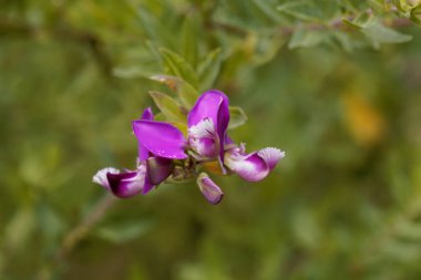 Çiçek Mersin yaprak milkwort Bush