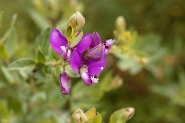 Çiçek Mersin yaprak milkwort Bush