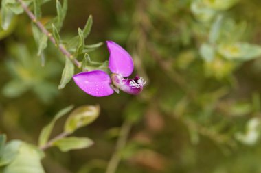 Çiçek Mersin yaprak milkwort Bush