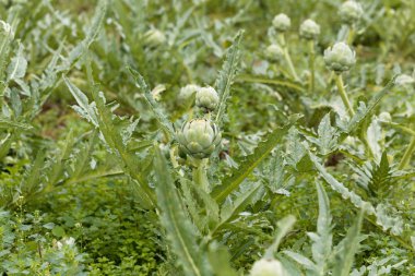 Bir alandaki cardoon bitkiler.