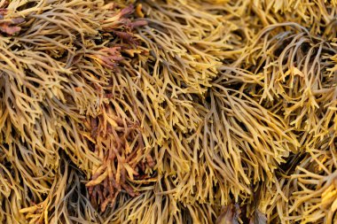 Kanalize ihtişamlı (Pelvetia salyangozu)