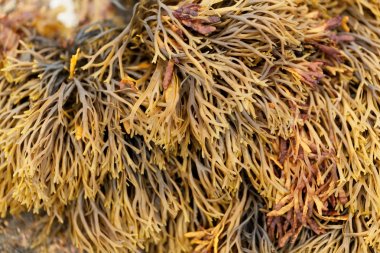 Kanalize ihtişamlı (Pelvetia salyangozu)