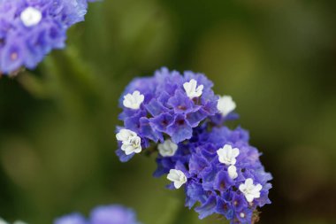 Sea lavender (Limonium sinuatum)
