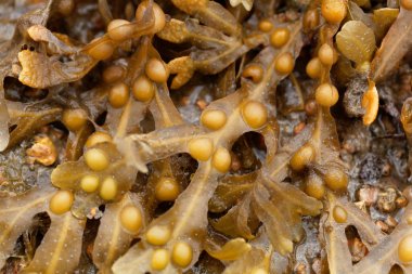 mesane ihtişamlı (Fucus vesiculosus)