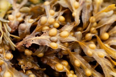mesane ihtişamlı (Fucus vesiculosus)