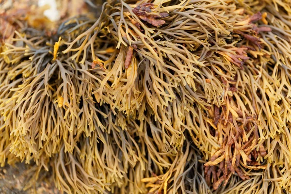 Channelled wrack (Pelvetia canaliculata) — Stock Photo, Image