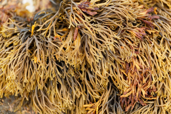 Channelled wrack (Pelvetia canaliculata)