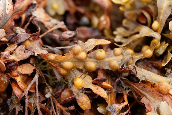 Bladder wrack (Fucus vesiculosus) — Stock Photo, Image