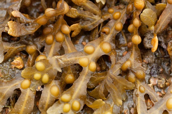 Wrack van de blaas (Fucus vesiculosus) Stockfoto