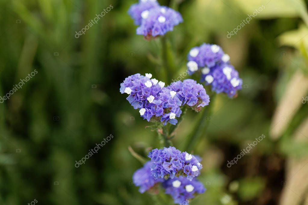 Sea lavender (Limonium sinuatum) — Stock Photo © ChWeiss #177707026 Sea lavender (Limonium sinuatum)