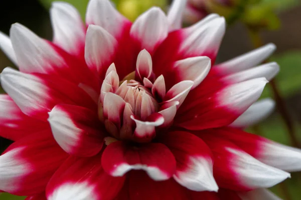 Dahlia rouge et blanc (Dahlia x hortensis ) — Photo