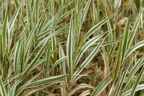 Reed canary grass (Phalaris arundinacea) — Stock Photo, Image