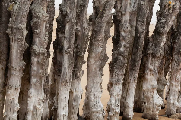 Gammalt trä av en groyne — Stockfoto