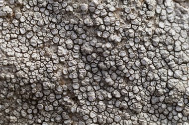 Gri batık disk liken Aspicilia calcarea bir makro fotoğraf.