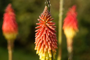 Bir meşale zambak çiçek (Kniphofia uvaria)