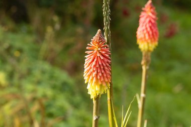Flower of a torch lily (Kniphofia uvaria) clipart