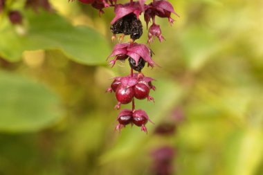 Himalaya hanımeli meyveleri (Leycesteria formosa)