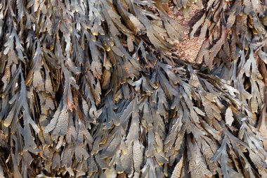 Atlantik Okyanusu 'ndan gelen kahverengi alg dişli kırıntı (Fucus tırratus).