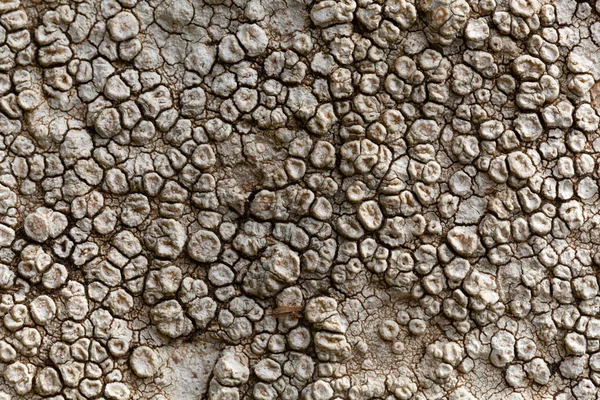 ปแมกโครของแผ จมส เทา Lichen Aspicilia Cal — ภาพถ่ายสต็อก