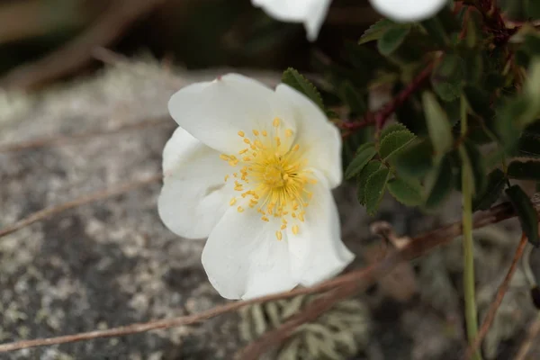 Flor Una Rosa Burnet Rosa Spinosissima —  Fotos de Stock