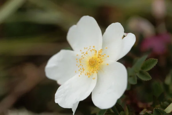 Λουλούδι Από Ένα Τριαντάφυλλο Rosa Spinosissima — Φωτογραφία Αρχείου
